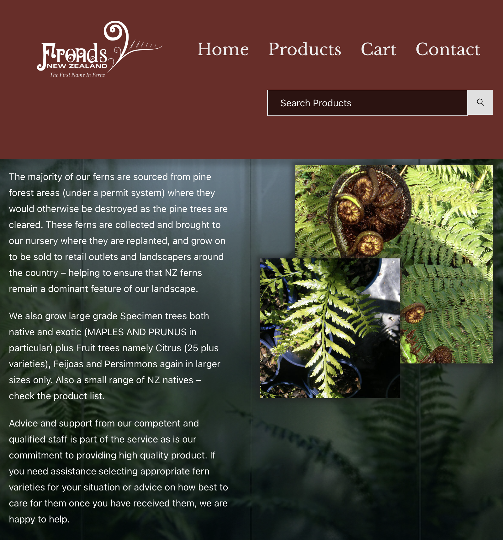 Fronds New Zealand website — fern nursery online store